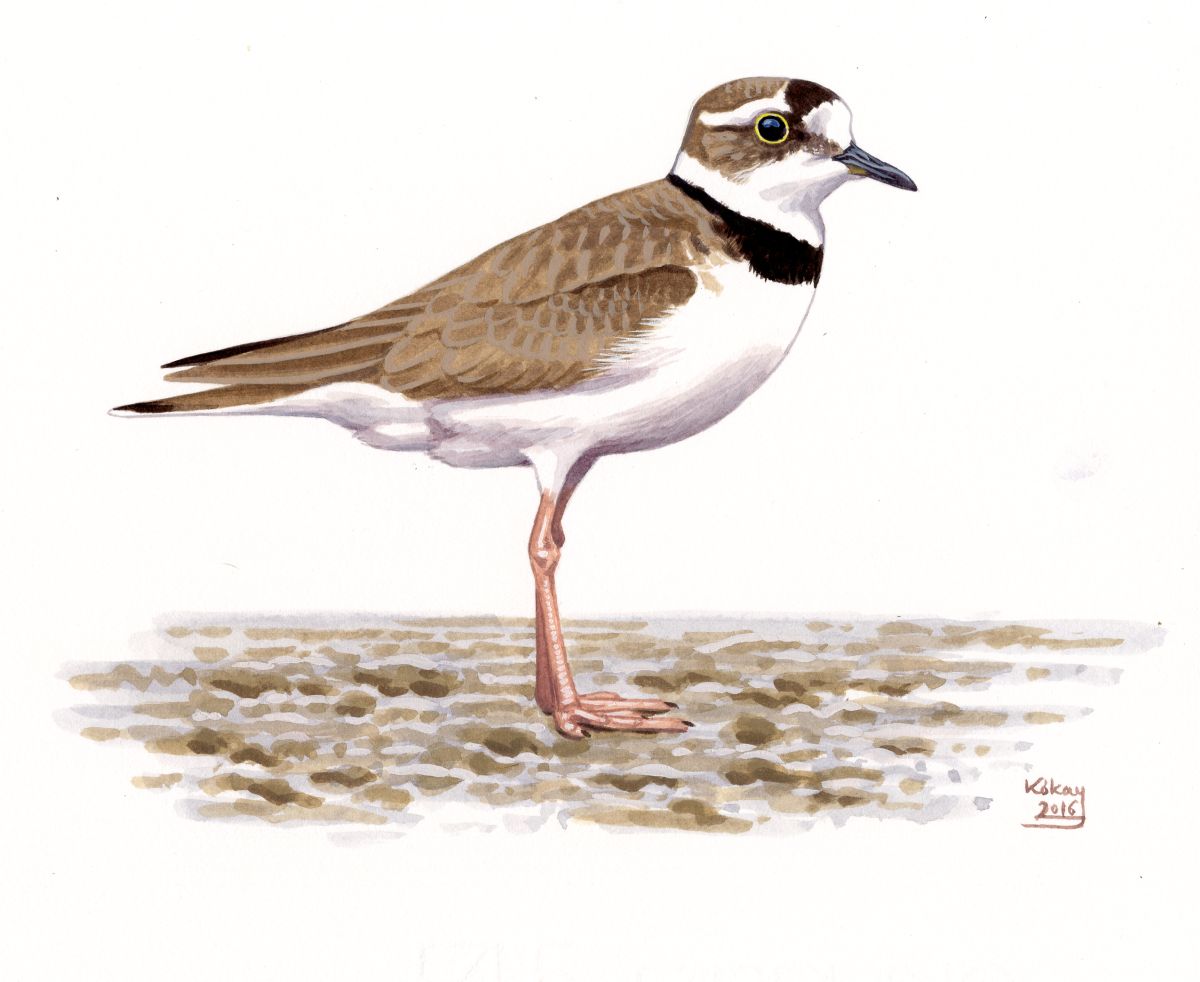 Long-billed Plover (Charadrius placidus), watercolour and bodycolour on paper