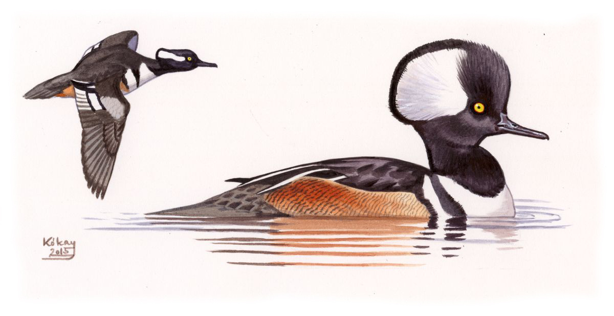 Hooded Merganser (Mergus cucullatus), watercolour and bodycolour on paper