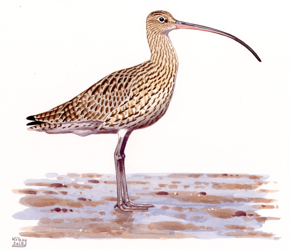 Far Eastern Curlew (Numenius madagascariensis), watercolour and bodycolour on paper