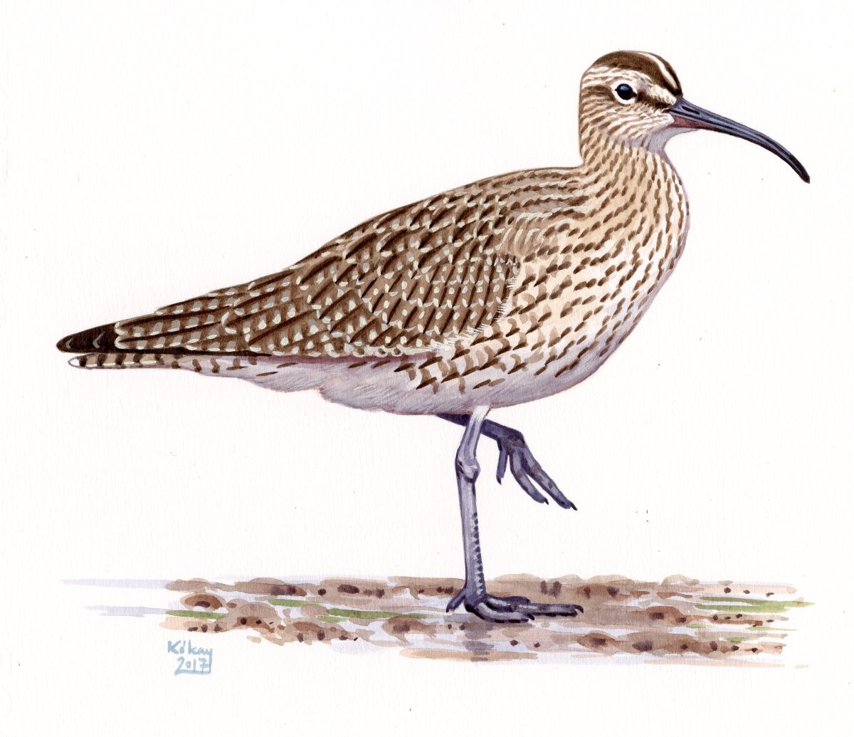 Whimbrel (Numenius phaeopus), watercolour and bodycolour on paper