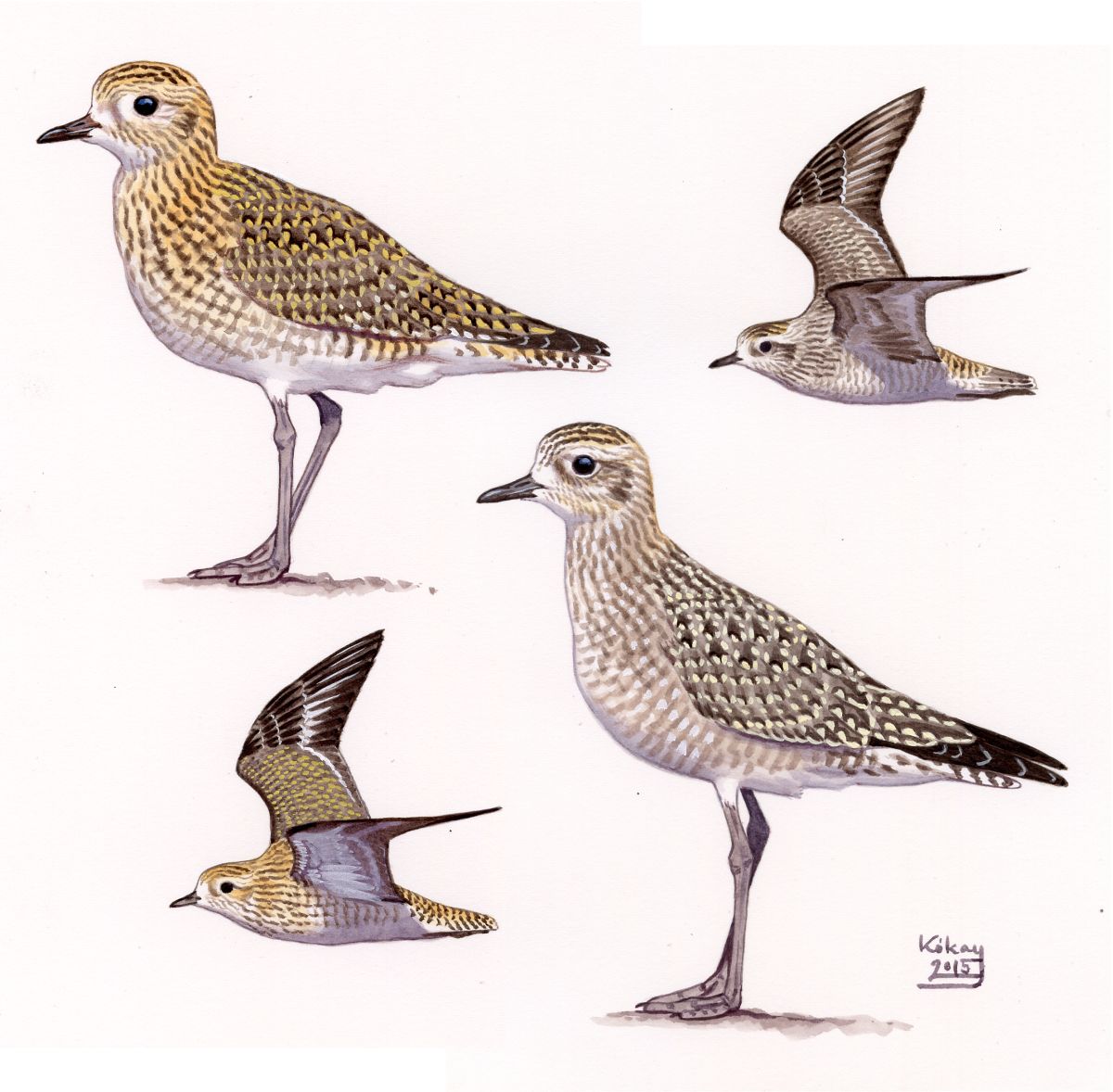 Juvenile European and American Golden Plovers (Pluvialis apricaria, dominica), watercolour and bodycolour on paper