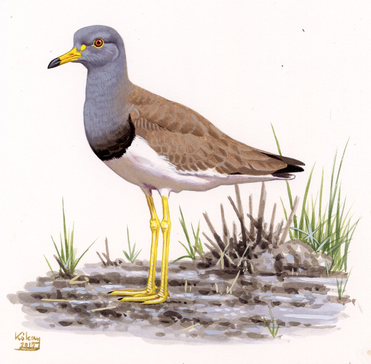 Grey-headed Lapwing (Vanellus cinereus), watercolour and bodycolour on paper