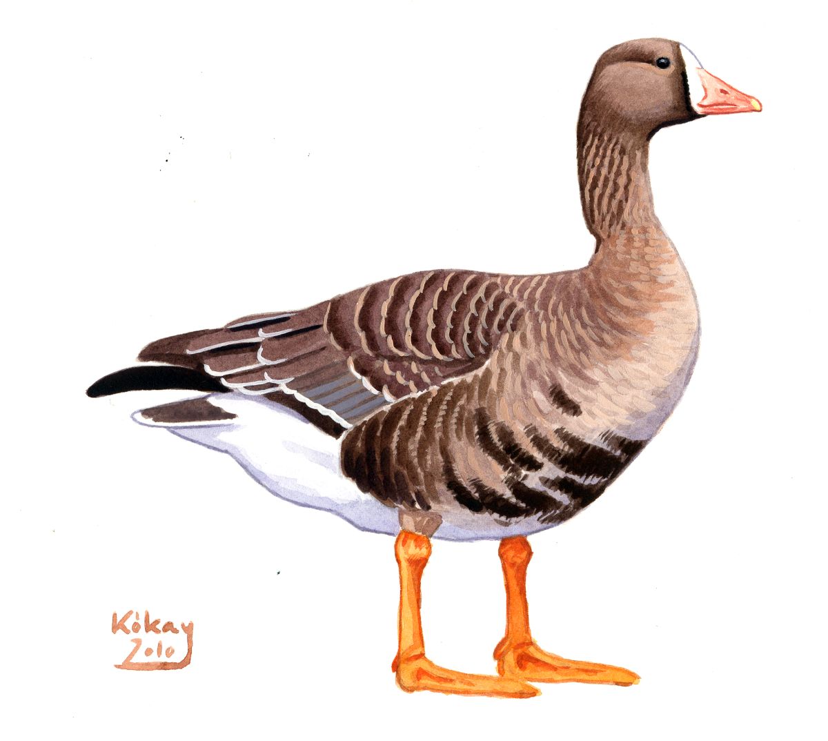 Greater White-fronted Goose (Anser albifrons), watercolour and bodycolour on paper