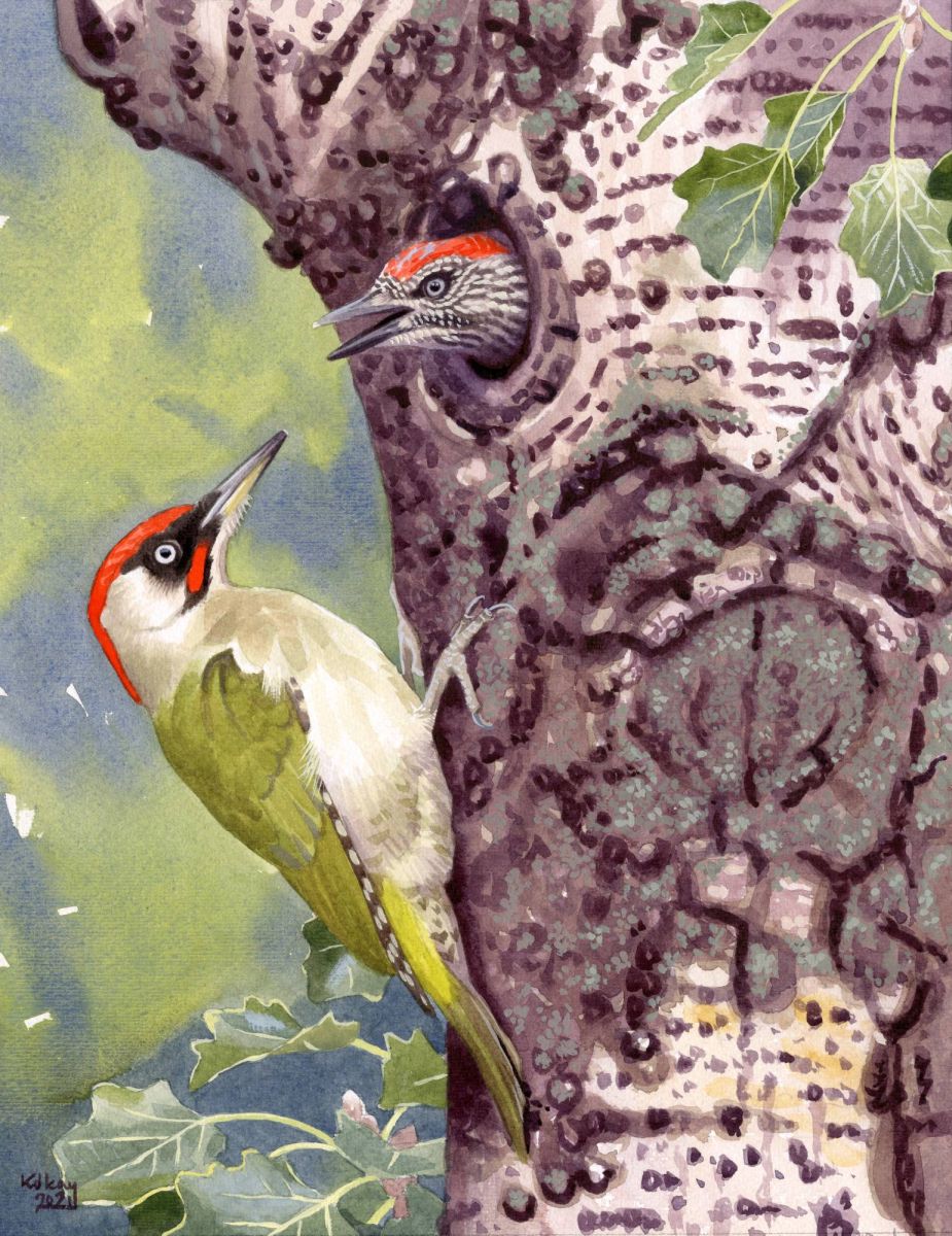 Green Woodpecker at its nest (Picus viridis), watercolour and bodycolour on paper, 32 x 25 cm