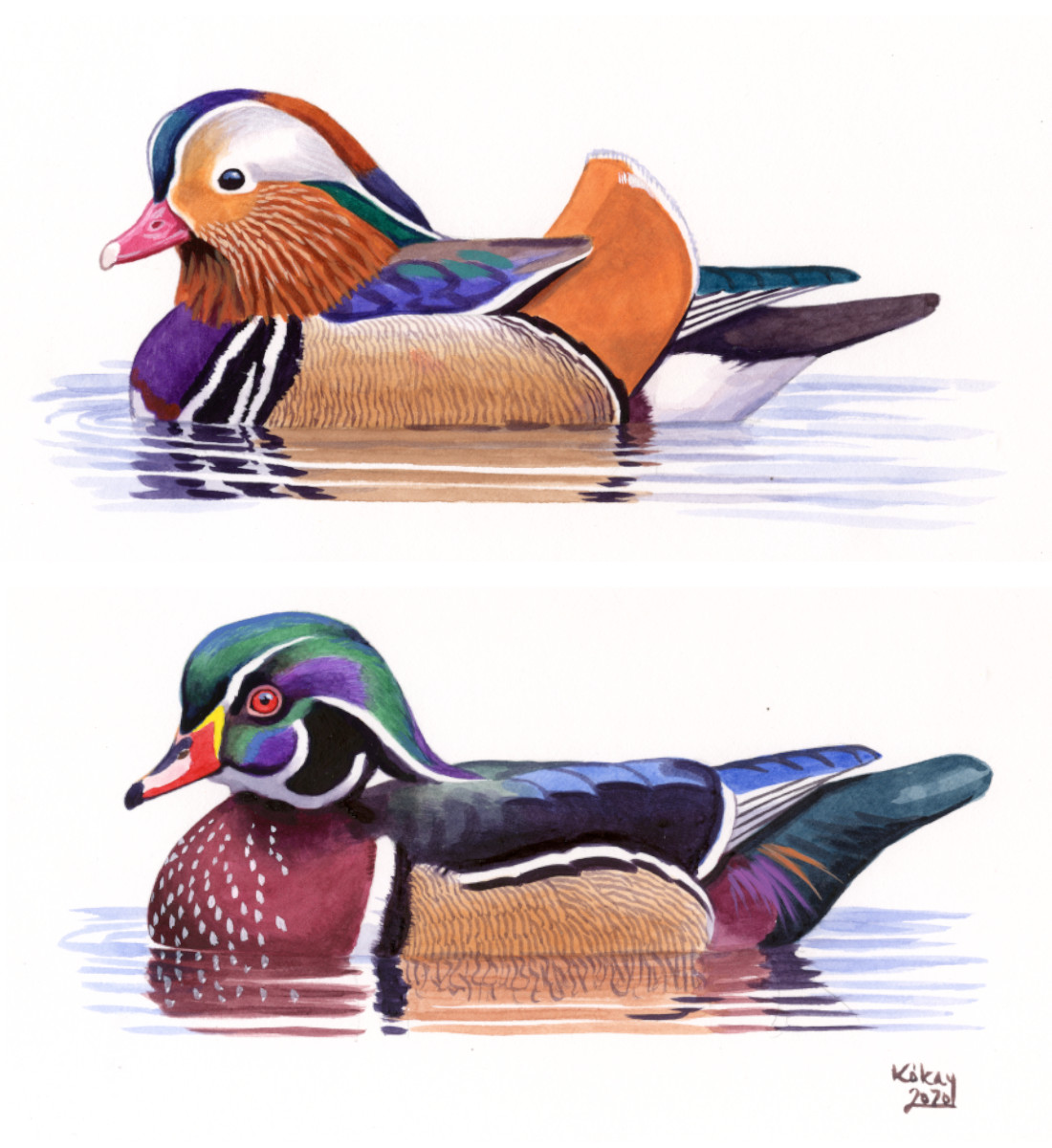 Mandarin and Wood Ducks (Aix galericulata, sponsa), watercolour and bodycolour on paper