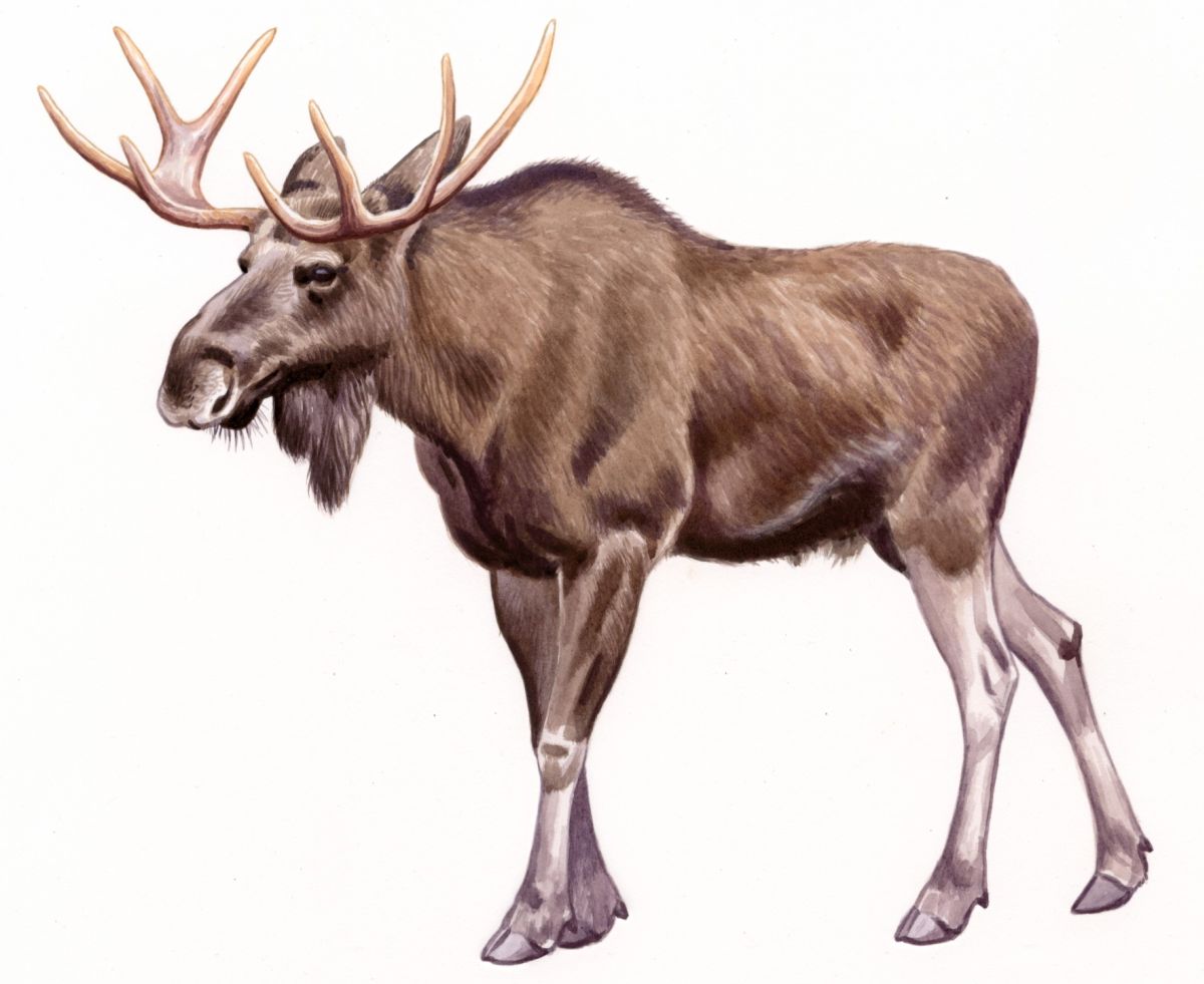 European Moose (Alces alces), watercolour on paper