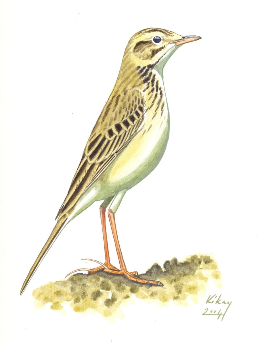 Richard's Pipit (Anthus richardi), watercolour and bodycolour on paper