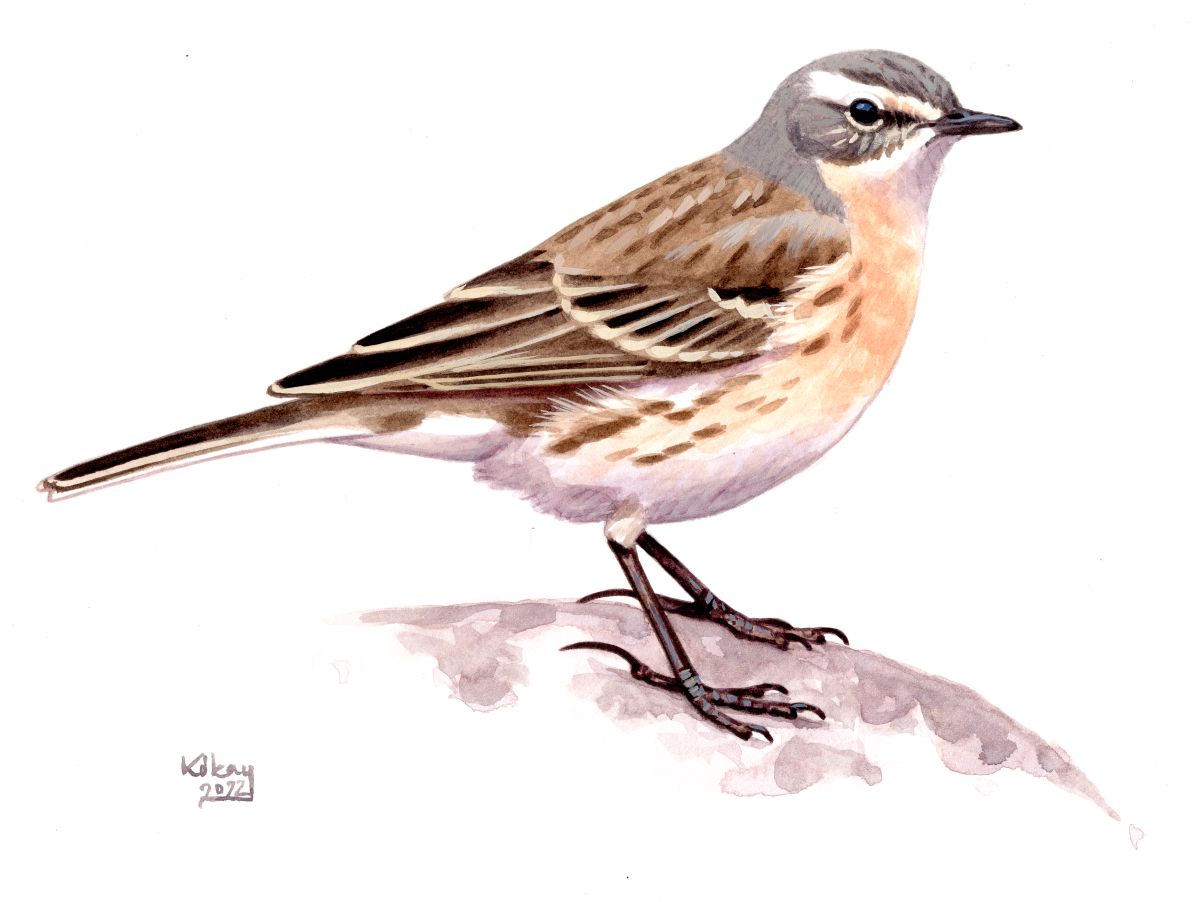 Water Pipit (Anthus spinoletta), watercolour and bodycolour on paper