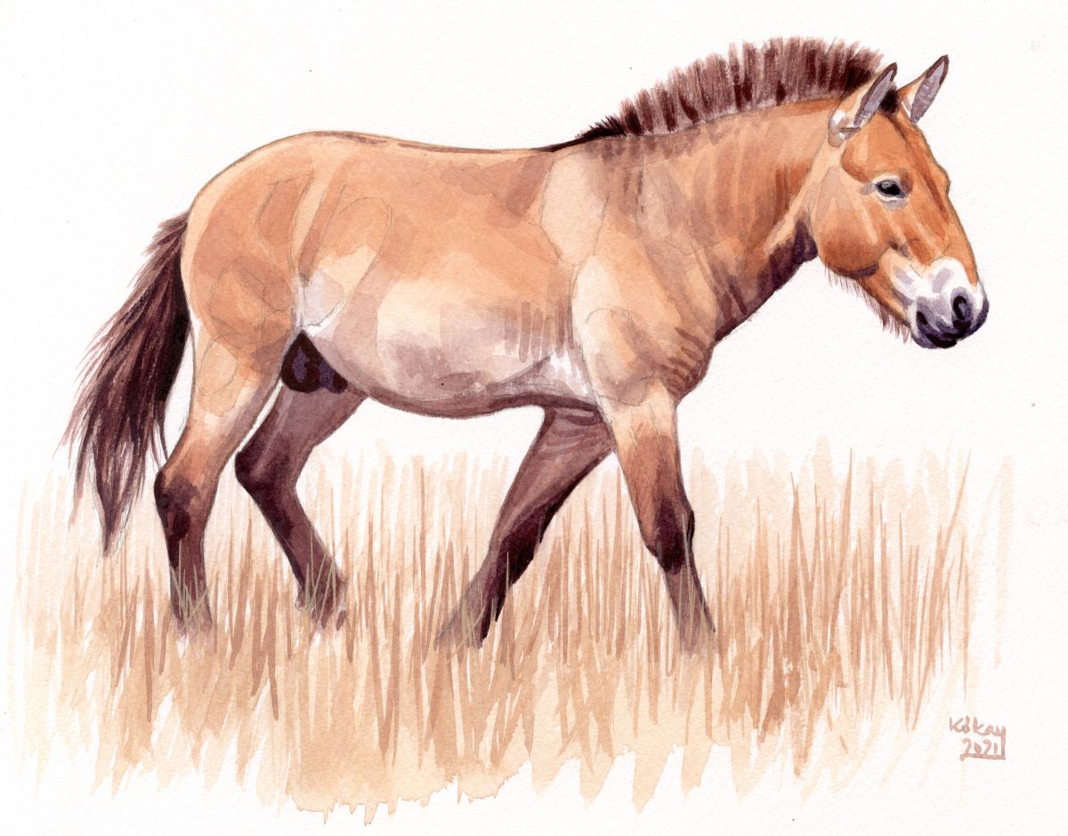 Przewalski's horse (Equus ferus przewalskii), watercolour on paper