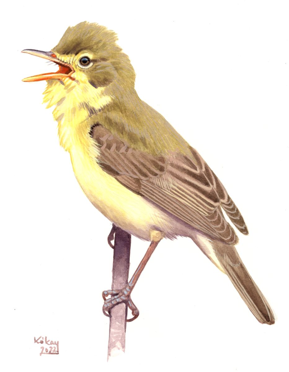 Melodious Warbler (Hippolais polyglotta), watercolour and bodycolour on paper