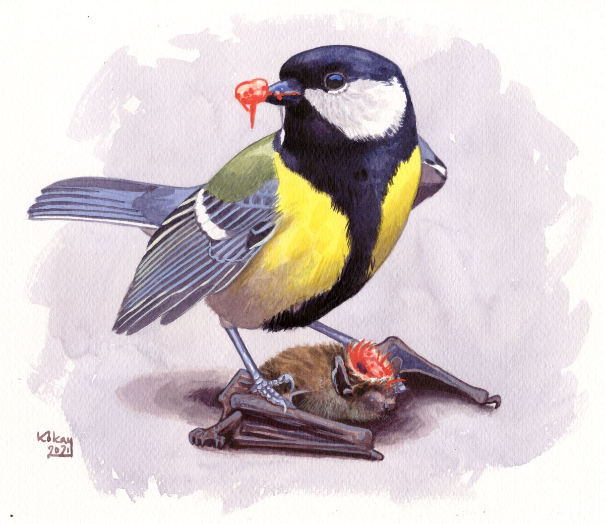 Great Tit preying on Pipistrelle, watercolour and bodycolour on paper