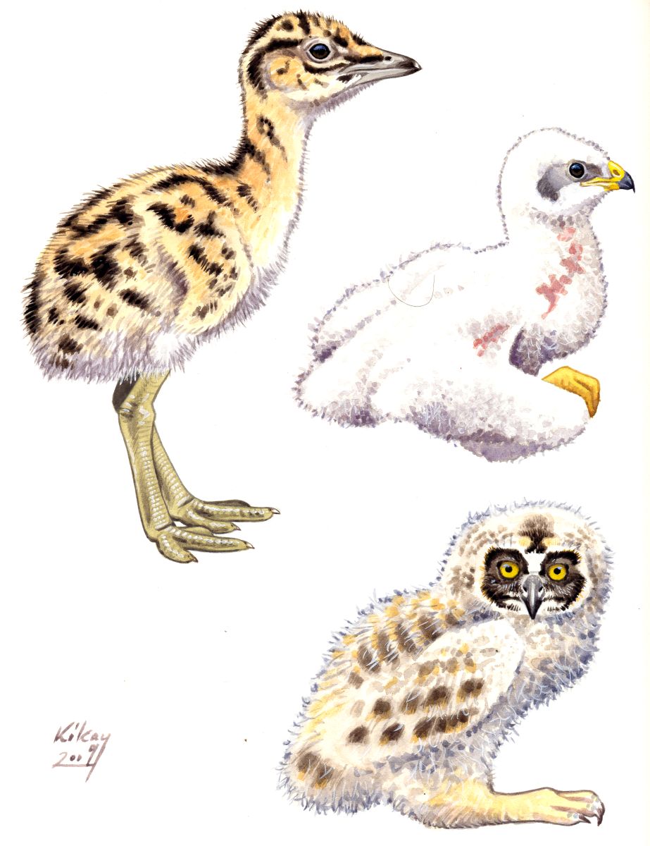 Great Bustard, Montagu's Harrier and Short-eared Owl chicks, gouache on paper