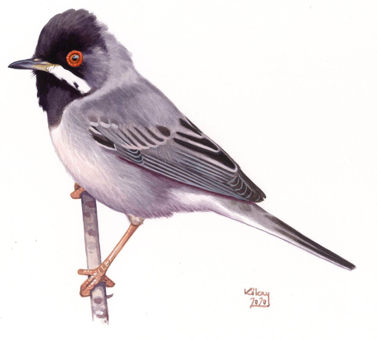 Rüpell's Warbler (Sylvia rupelli), watercolour and bodycolour on paper
