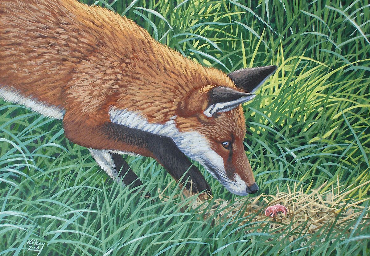 Red Fox (Vulpes vulpes) raiding a mouse nest, gouache on paper