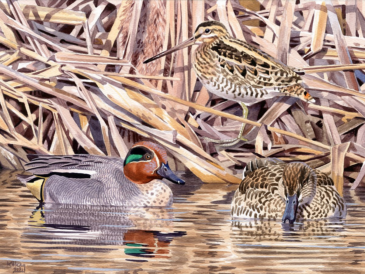 Common Snipe and Eurasian Teals