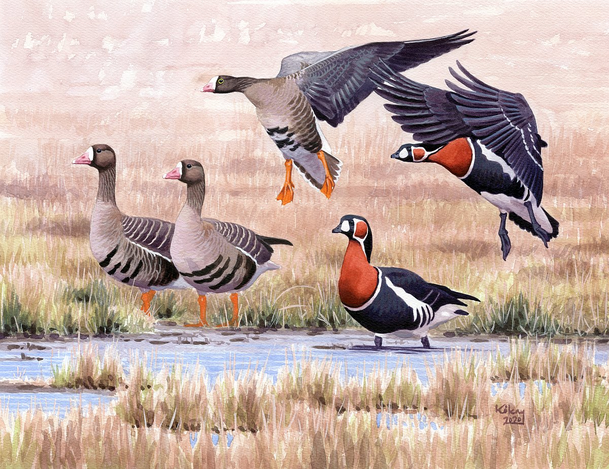 Red-breasted, Greater and Lesser White-fronted Geese