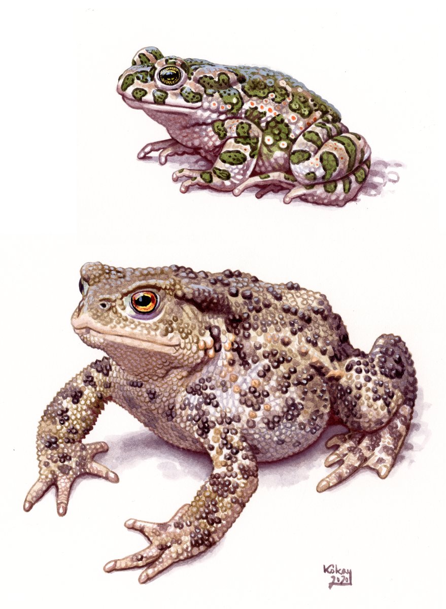 European Green and Common Toads (Bufo viridis, bufo), watercolour and bodycolour on paper