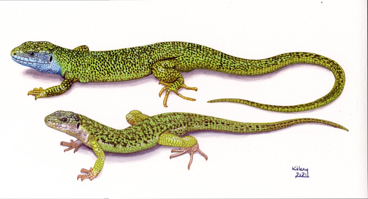 Western Green Lizard (Lacerta bilineata), watercolour and bodycolour on paper