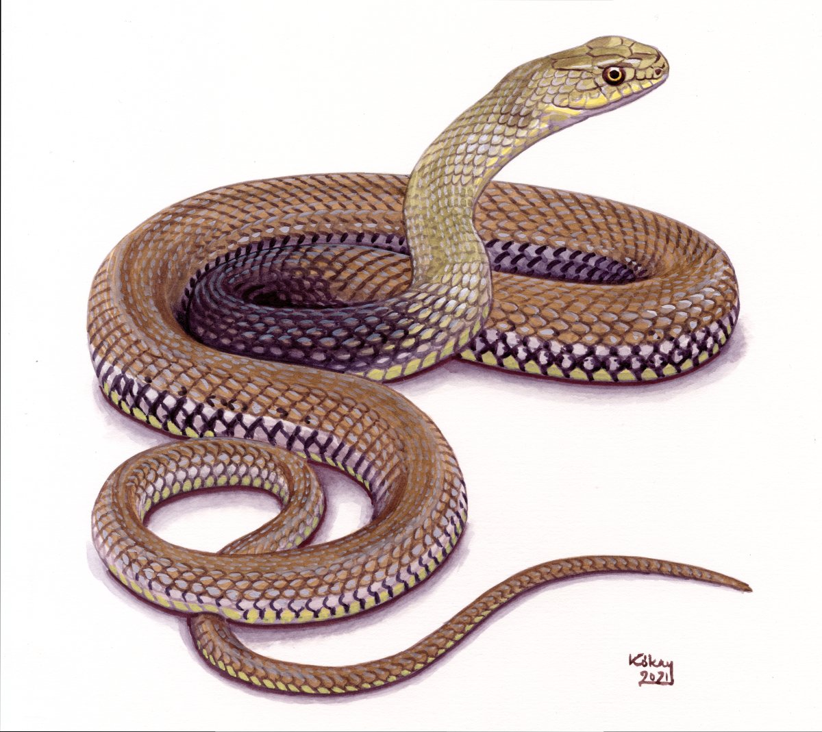 Montpellier Snake (Malpolon monspessulanus), watercolour and bodycolour on paper