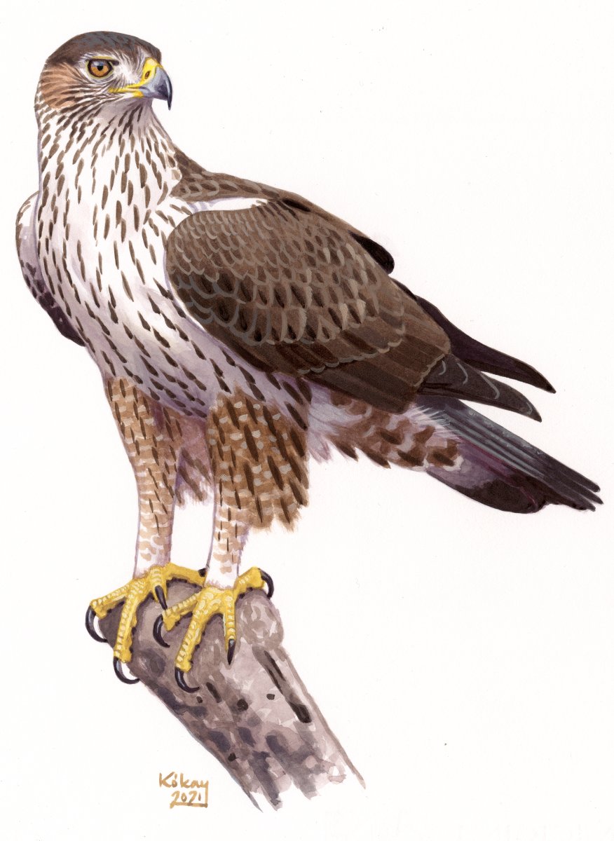 Bonelli's Eagle (Hieraetus fasciatus), watercolour and bodycolour on paper
