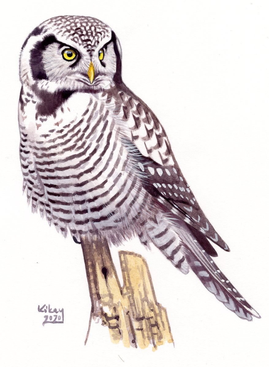 Northern Hawk Owl (Surnia ulula), watercolour and bodycolour on paper