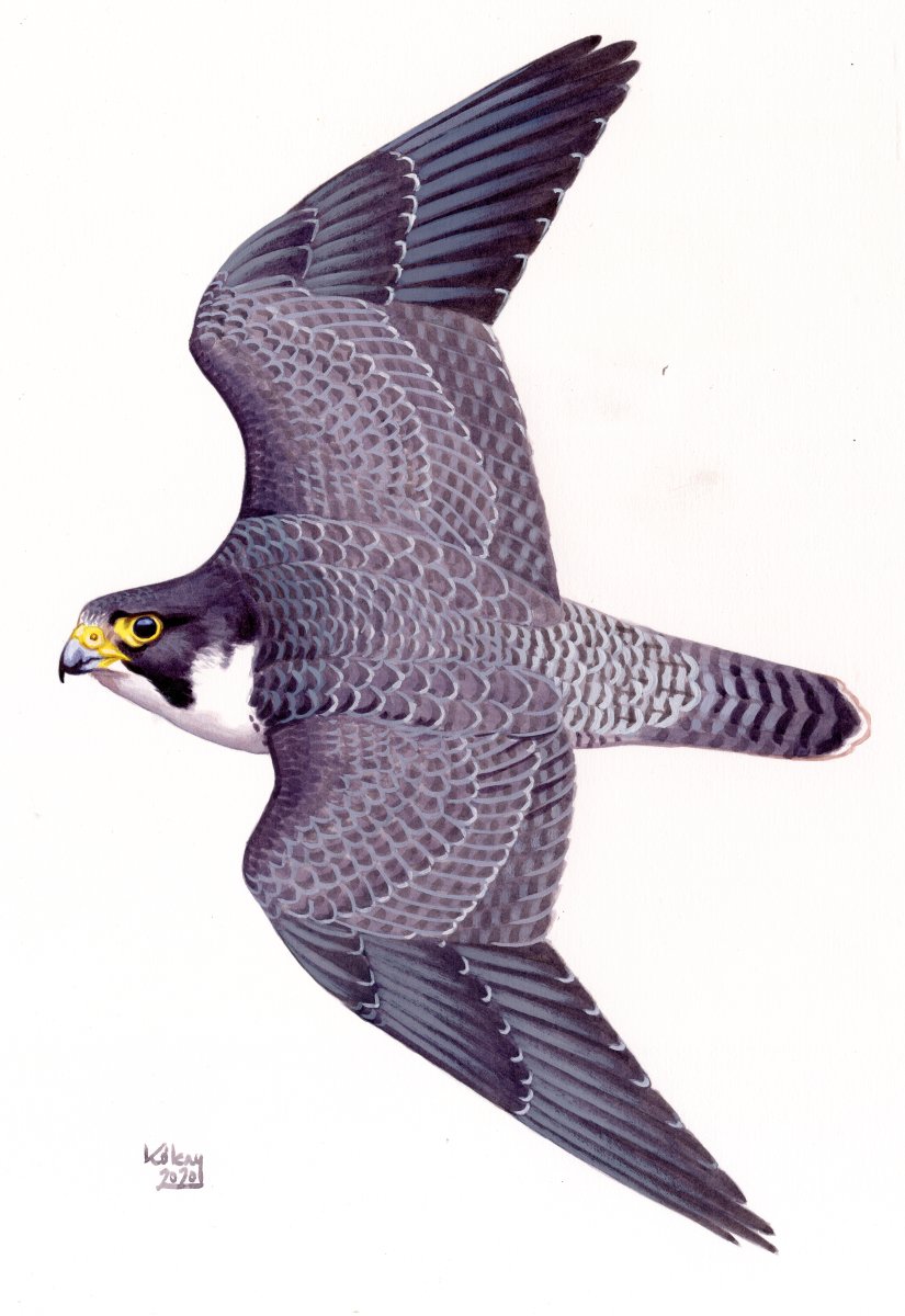 Vándorsólyom (Falco peregrinus), akvarell és gouache papíron