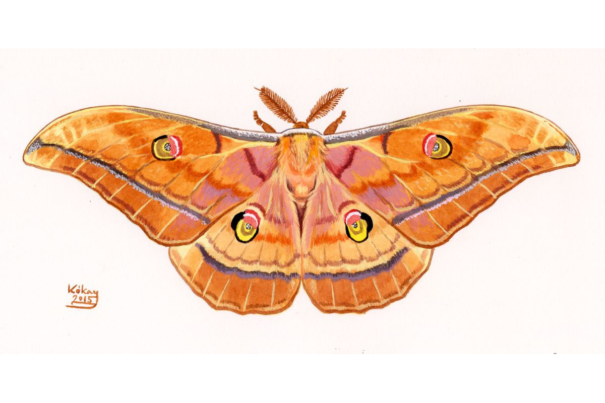 Japanese Silk Moth (Antheraea yamamai), watercolour and bodycolour on paper