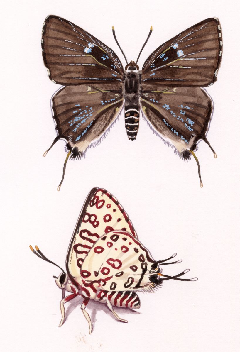Aphaneus mirabilis, watercolour and bodycolour on paper
