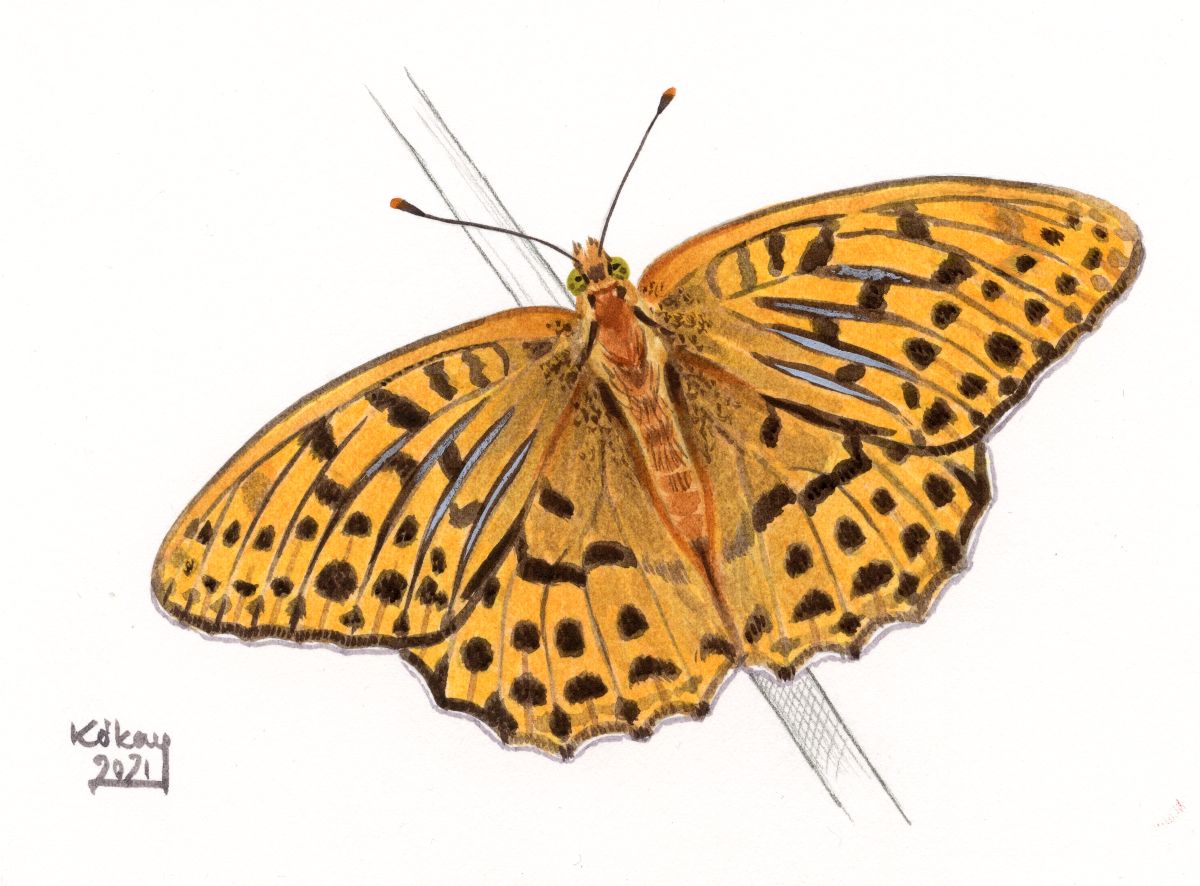 Silver-washed Fritillary (Argynnis paphia), watercolour and bodycolour on paper
