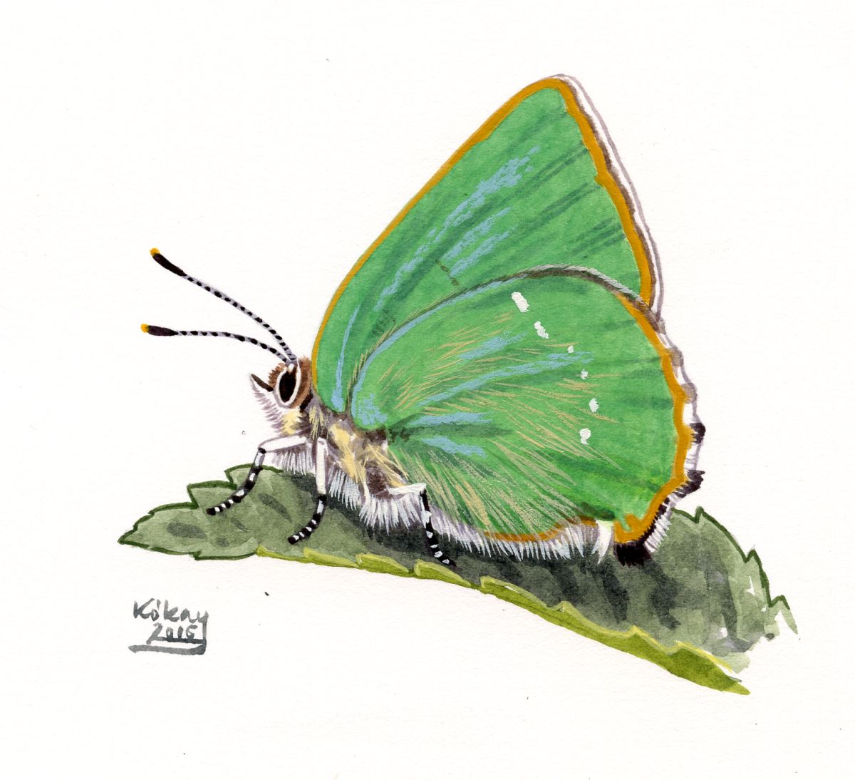 Green Hairstreak (Callophrys rubi), watercolour and bodycolour on paper