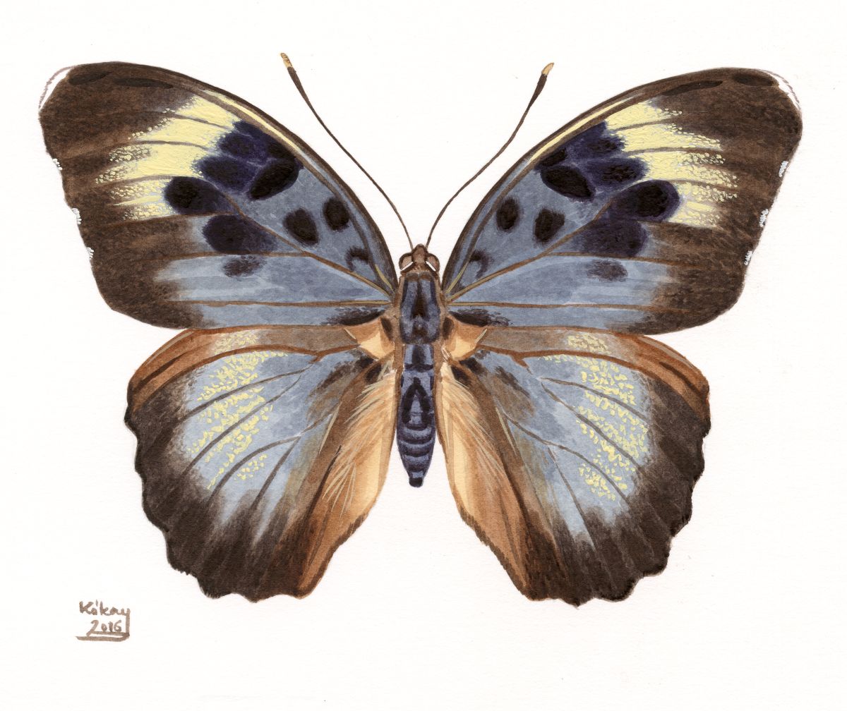 Euphaedra aubergeri, watercolour and bodycolour on paper