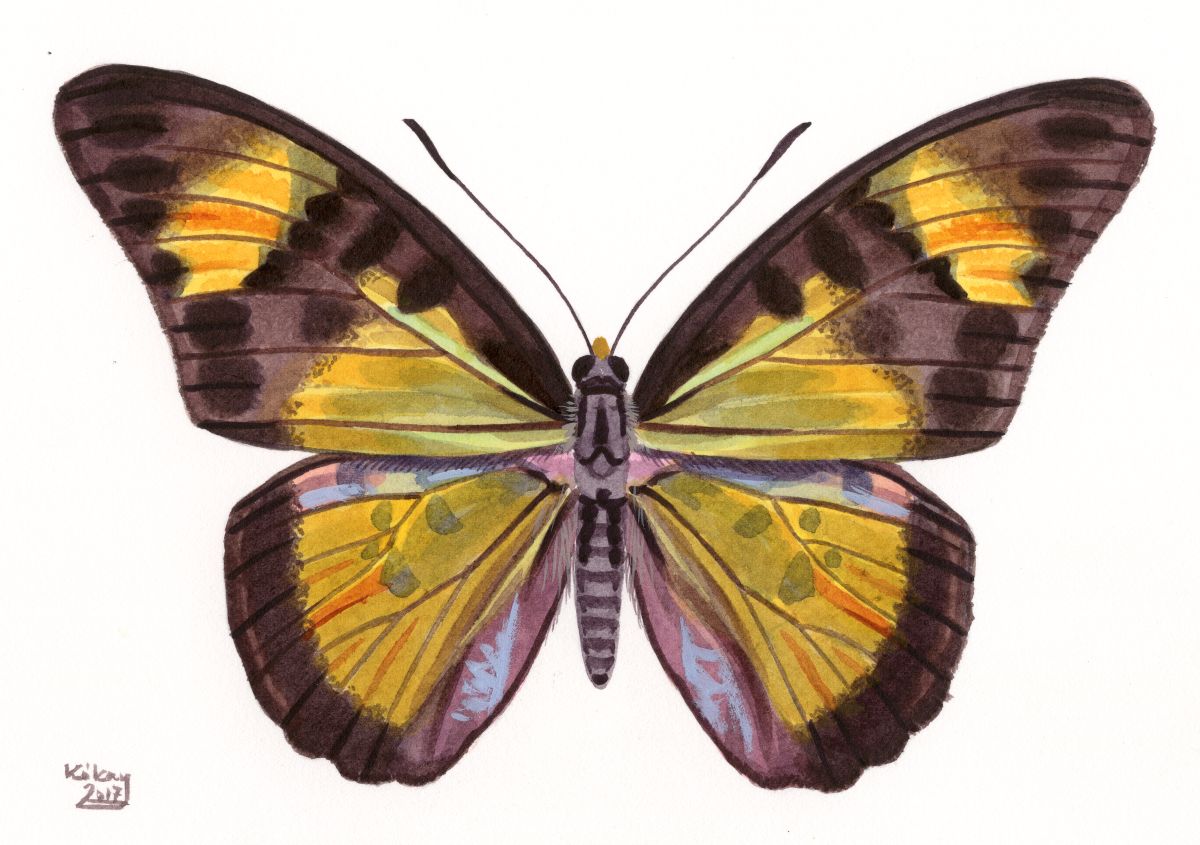 Euphaedra cyparissa nimbina, watercolour and bodycolour on paper