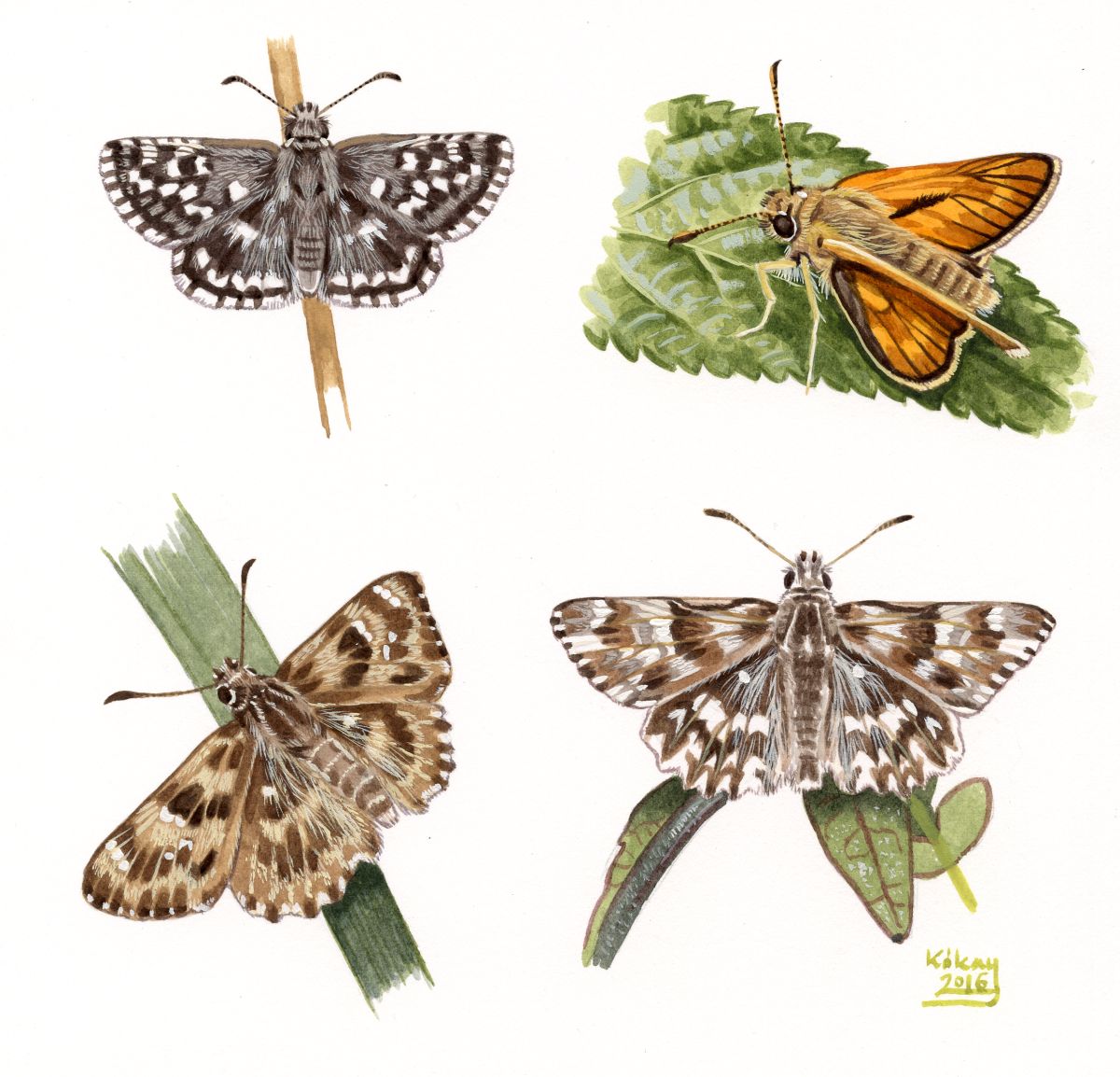 Skippers (Hesperidae), watercolour and bodycolour on paper