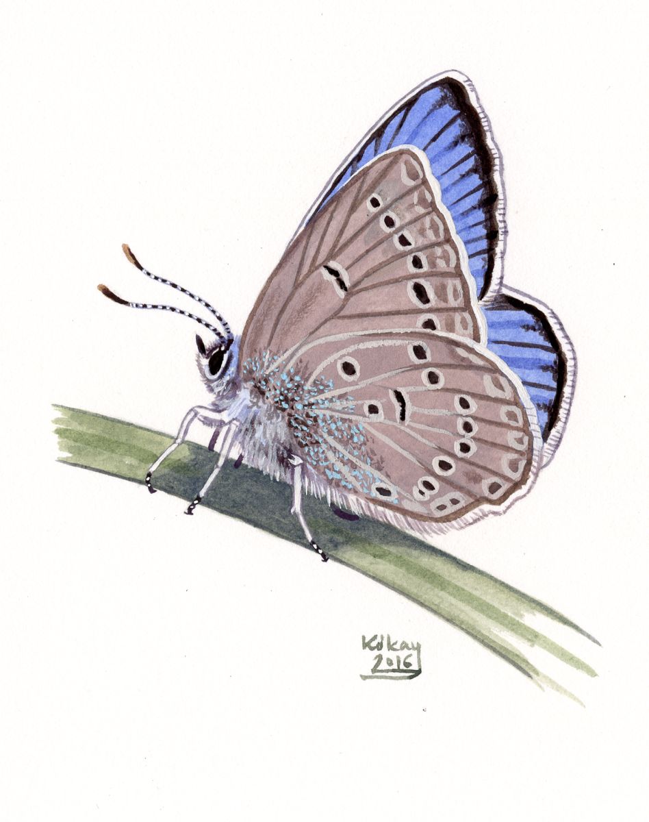 Iolas Blue (Iolana iolas), watercolour and bodycolour on paper