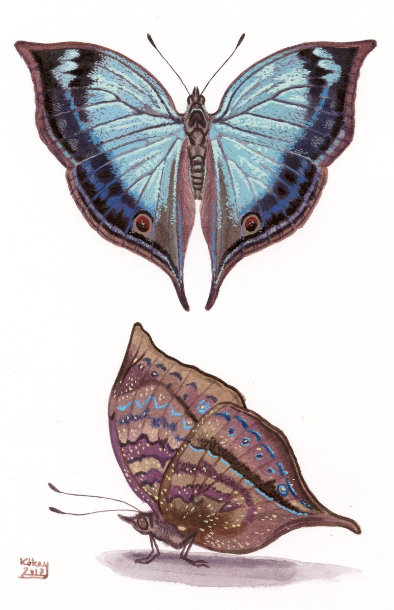 Junonia ansorgei, watercolour and bodycolour on paper
