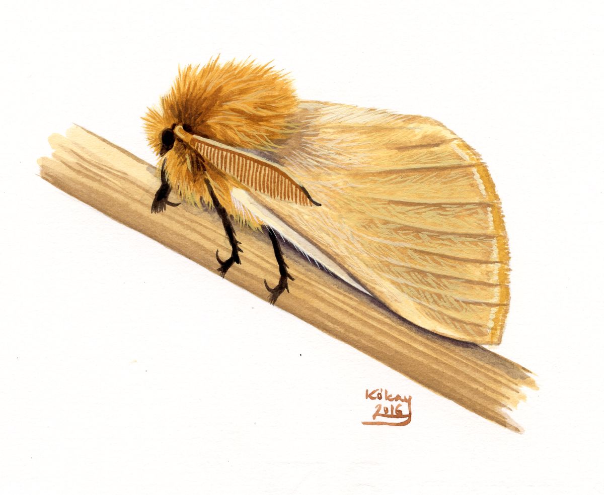 Autumn Silkworm Moth (Lemonia taraxaci), watercolour and bodycolour on paper