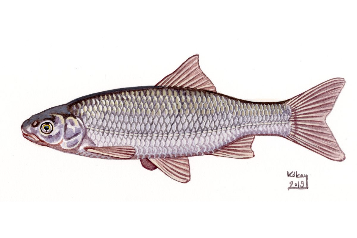 Common Dace (Leciscus leuciscus), watercolour and bodycolour on paper