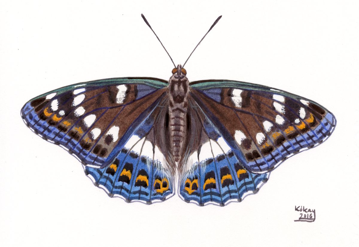 Poplar Admiral (Limenitis populi), watercolour and bodycolour on paper