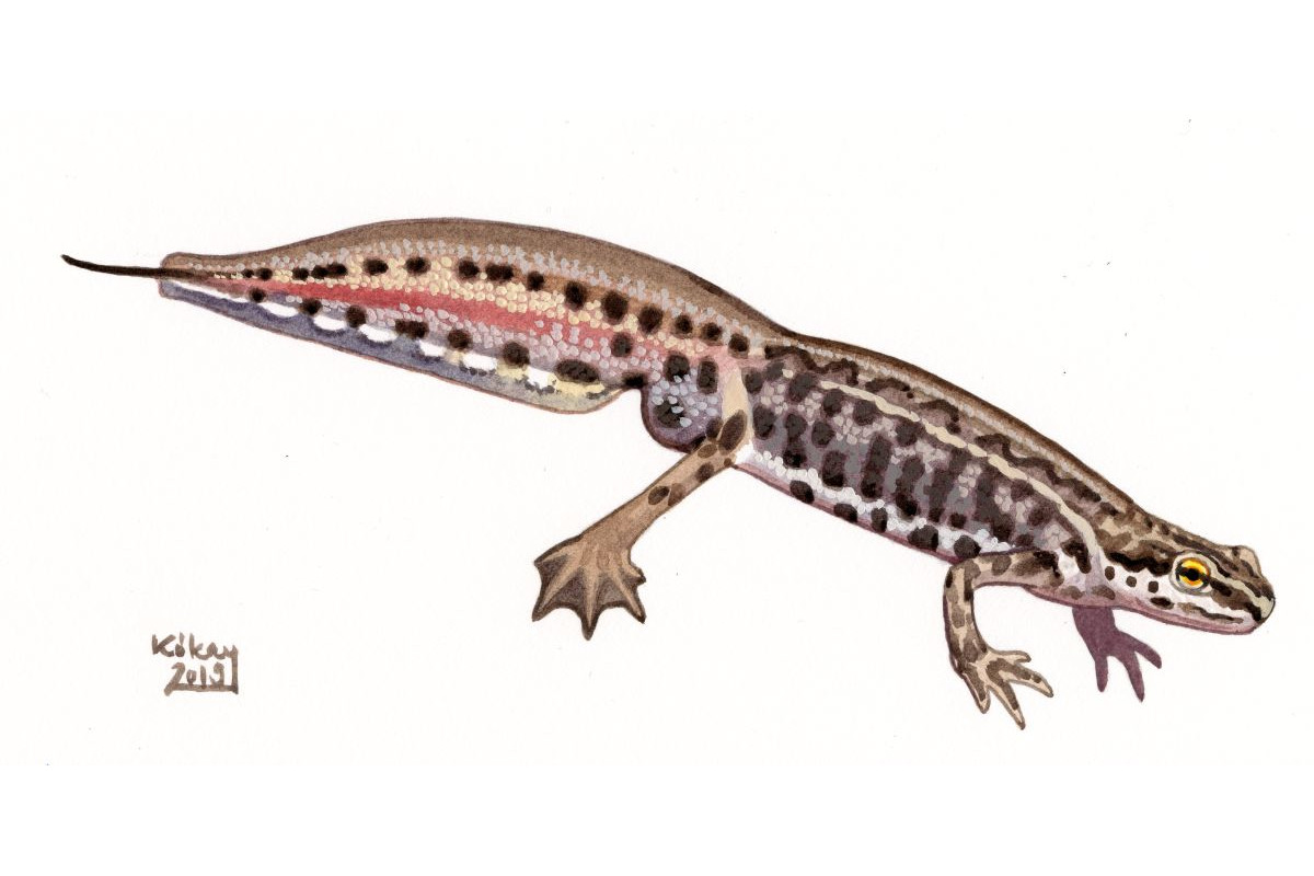 Palmate Newt (Lissotriton helveticus), watercolour and bodycolour on paper