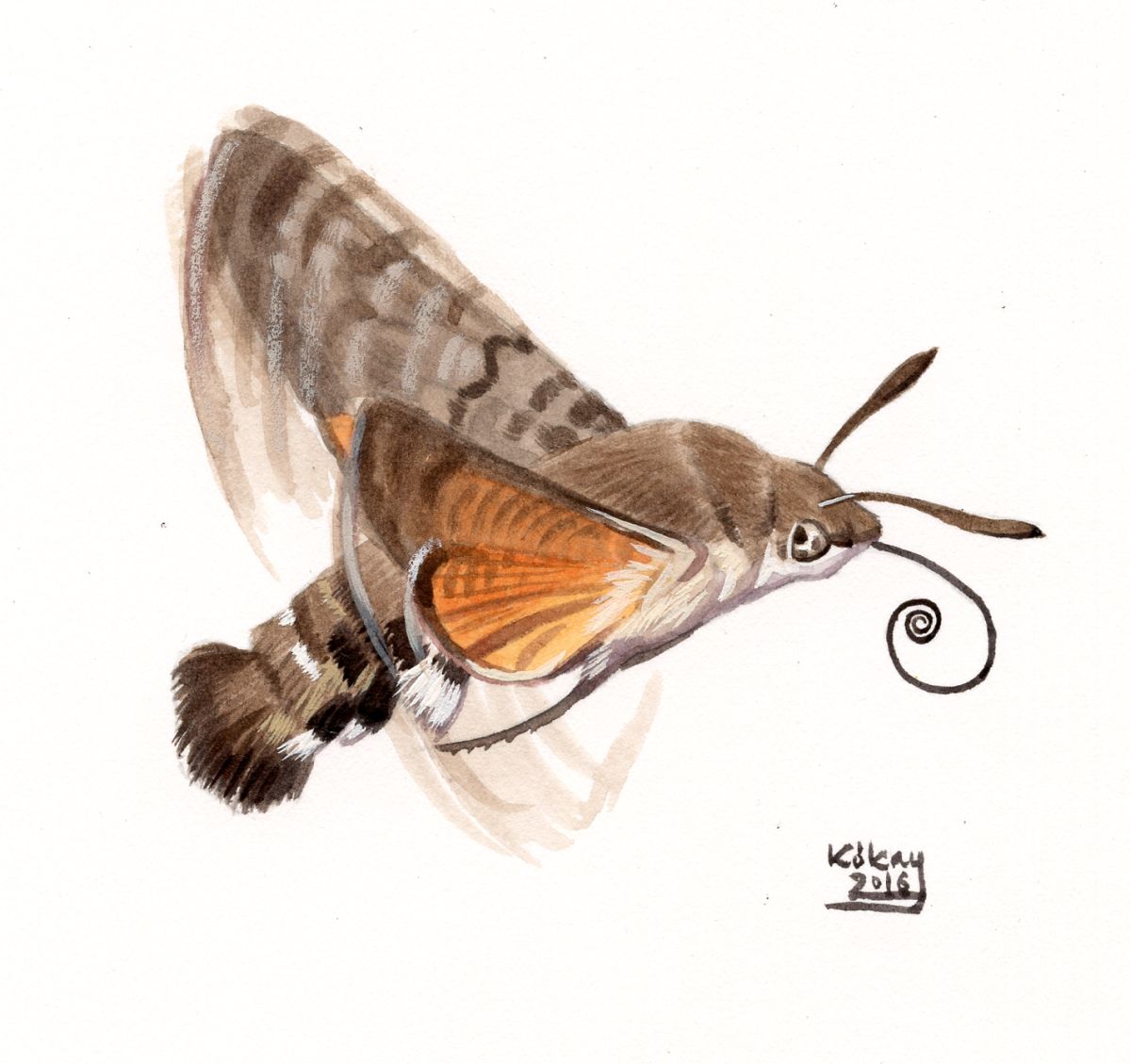 Hummingbird Hawk-moth (Macroglossum stellatarum), watercolour and bodycolour on paper
