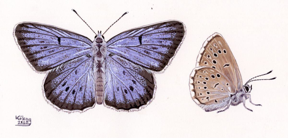 Scarce Large Blue (Maculinea teleius), watercolour and bodycolour on paper