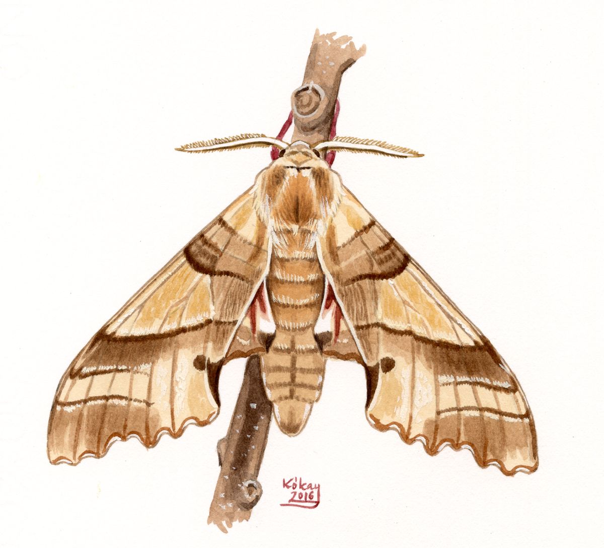 Oak Hawk-moth (Marumba quercus), watercolour and bodycolour on paper