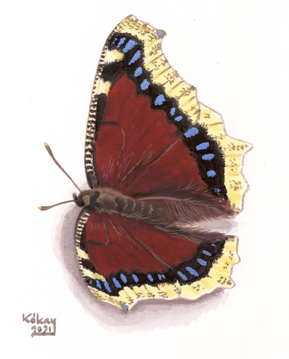 Camberwell Beauty (Nymphalis antiopa), watercolour and bodycolour on paper