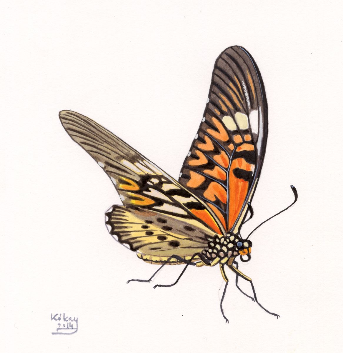 Giant African Swallowtail (Papilio antimachus), watercolour and bodycolour on paper