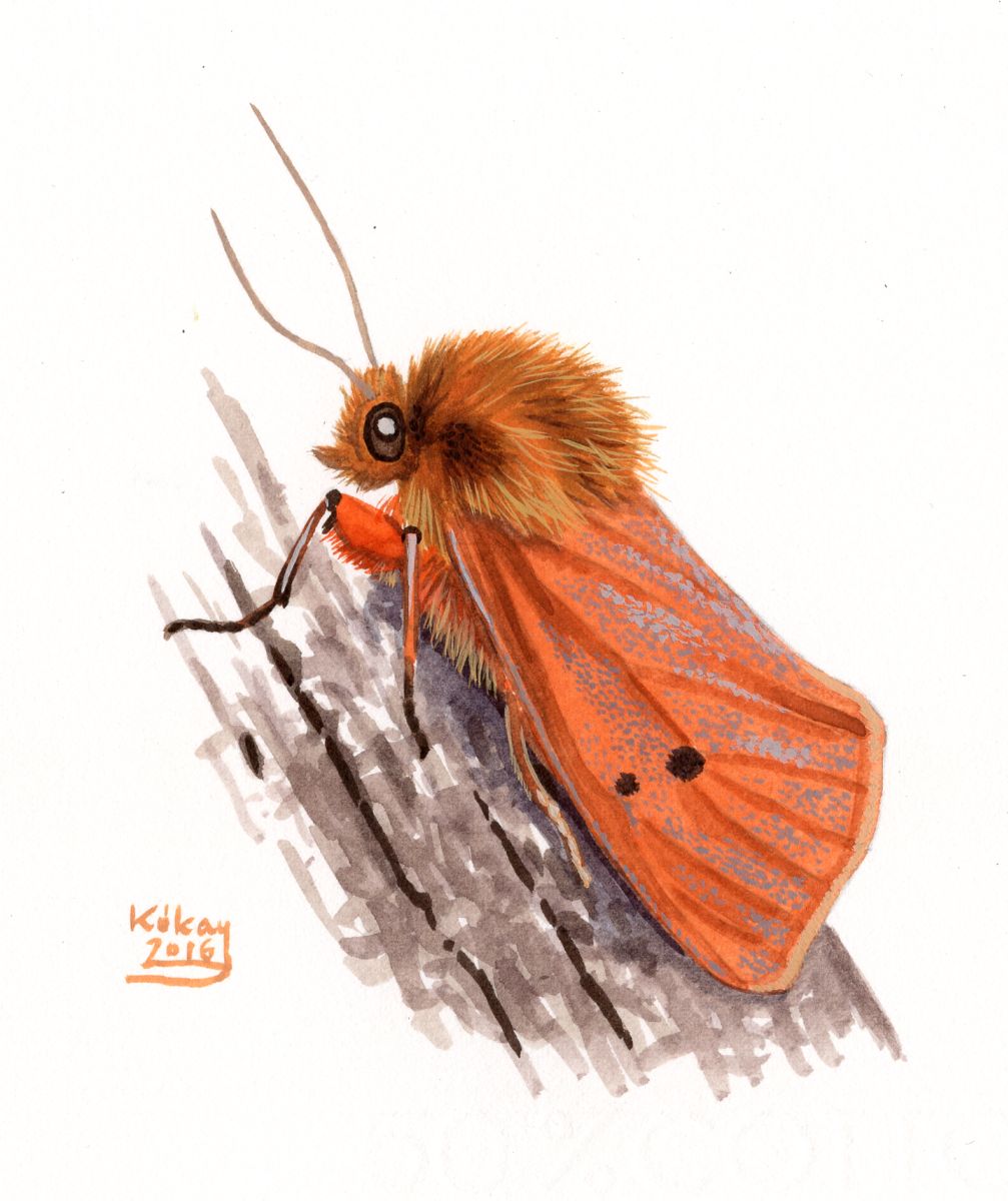 Ruby Tiger (Phragmatobia fuliginosa), watercolour and bodycolour on paper