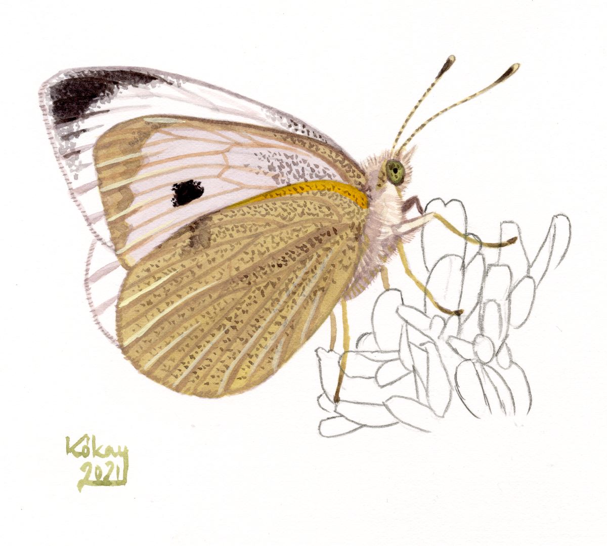 Large White (Pieris brassicae), watercolour and bodycolour on paper