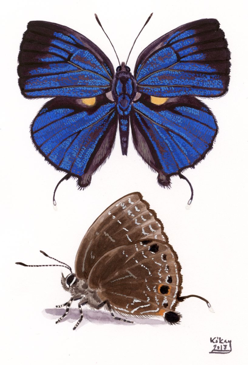 Pilodeudorix intermedia, watercolour and bodycolour on paper