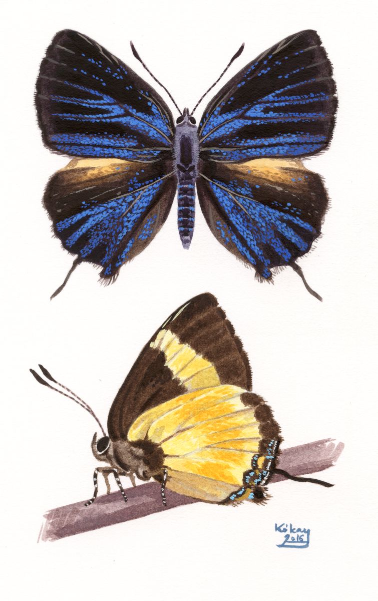 Pilodendorix mano, watercolour and bodycolour on paper
