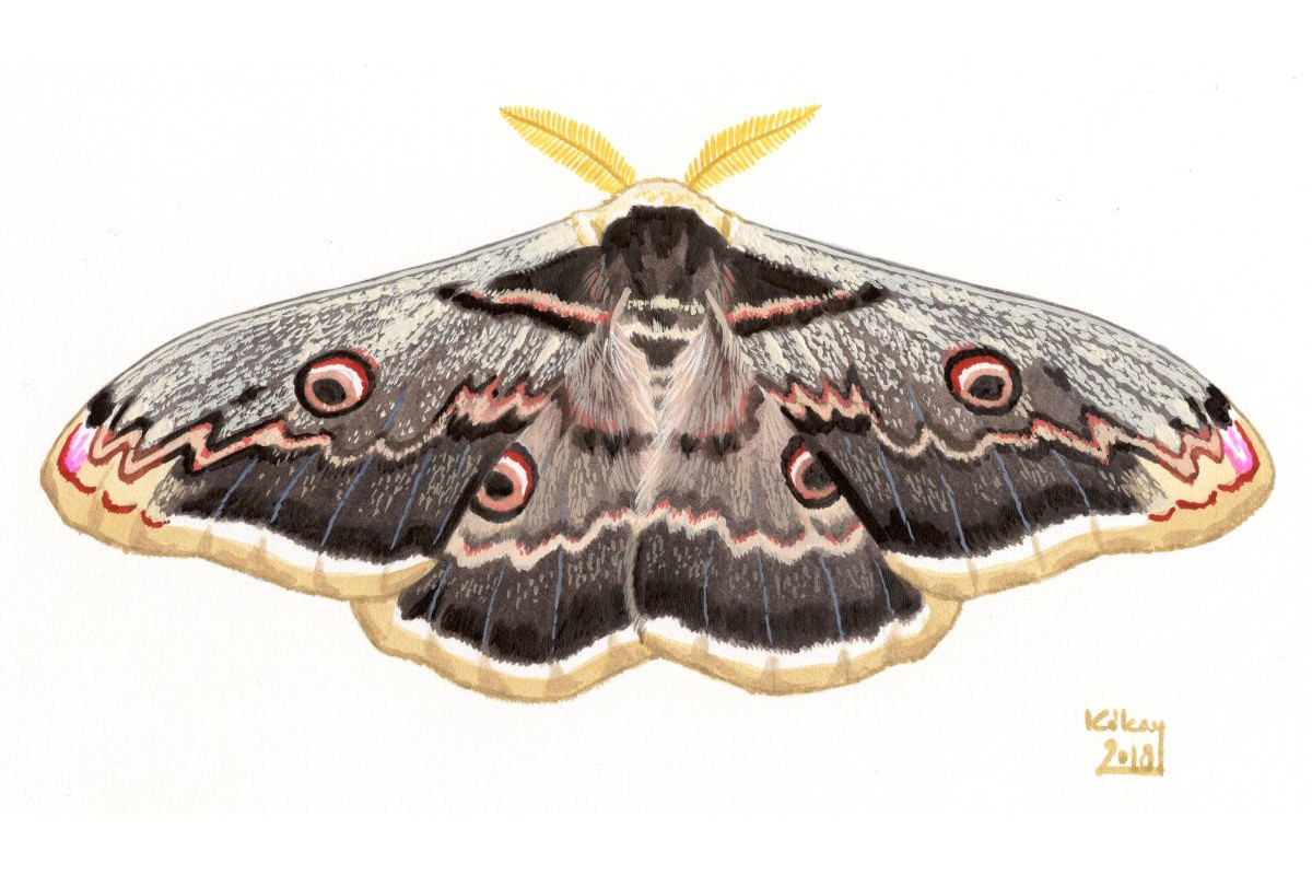 Giant Peacock Moth (Saturnia pyri), watercolour and bodycolour on paper