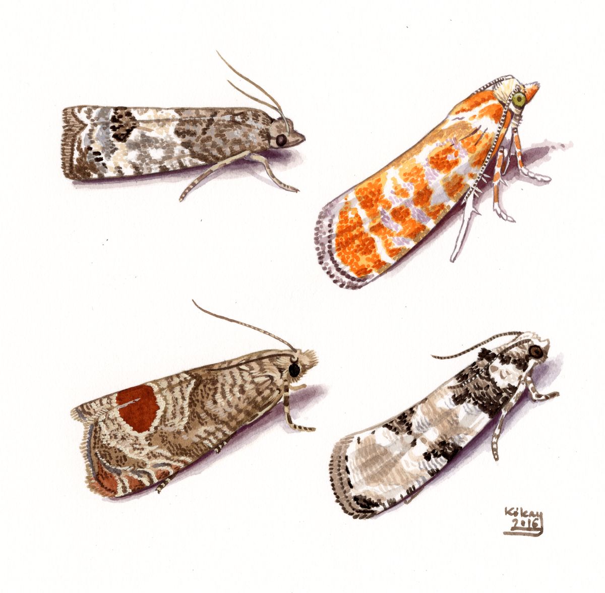 Tortrix Moths (Tortricidae), watercolour and bodycolour on paper